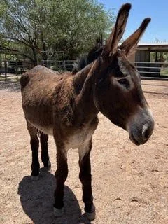 Opossum 
Opossum is a mammoth donkey gelding who was surrendered in 2026.  Serving as the leader among Chief and Toby, Opossum (22 years old) approaches his role with diligence and responsibility.  