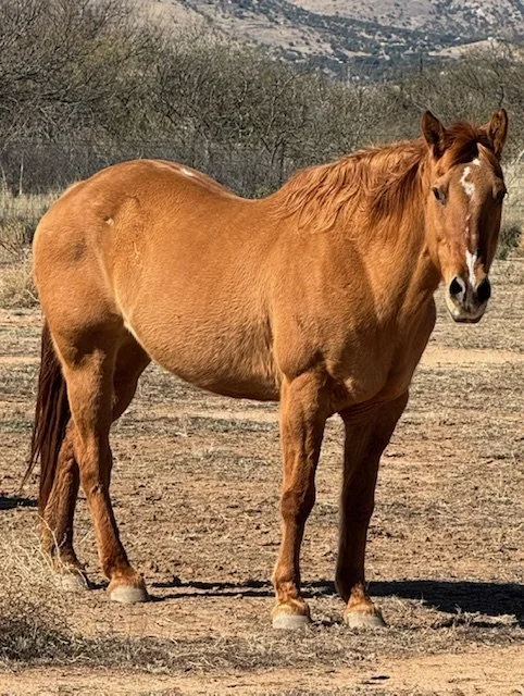 Rascal 
Rascal, a quarter horse, is in her mid-20’s. Her owner’s illness forced the family to find a new home for Rascal and we were happy to welcome her to Patches’ Rescue.