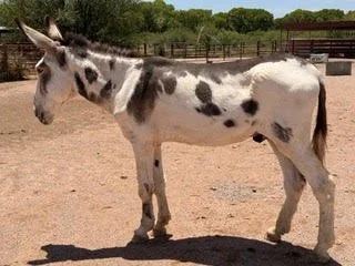 Chief 
Chief, a 20-year-old mammoth donkey gelding, is one of three amigos arriving at the rescue in 2026. Surrendered by his previous owner, Chief adds his unique donkey personality to the group.