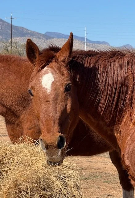 Jett 
Jett, in her mid-20’s,  is an Appendix mare who joined the rescue in 2025. She spent much of her life in Colorado exploring trails with her owner.  She made friends quickly and enjoys her pasture time with a herd. 