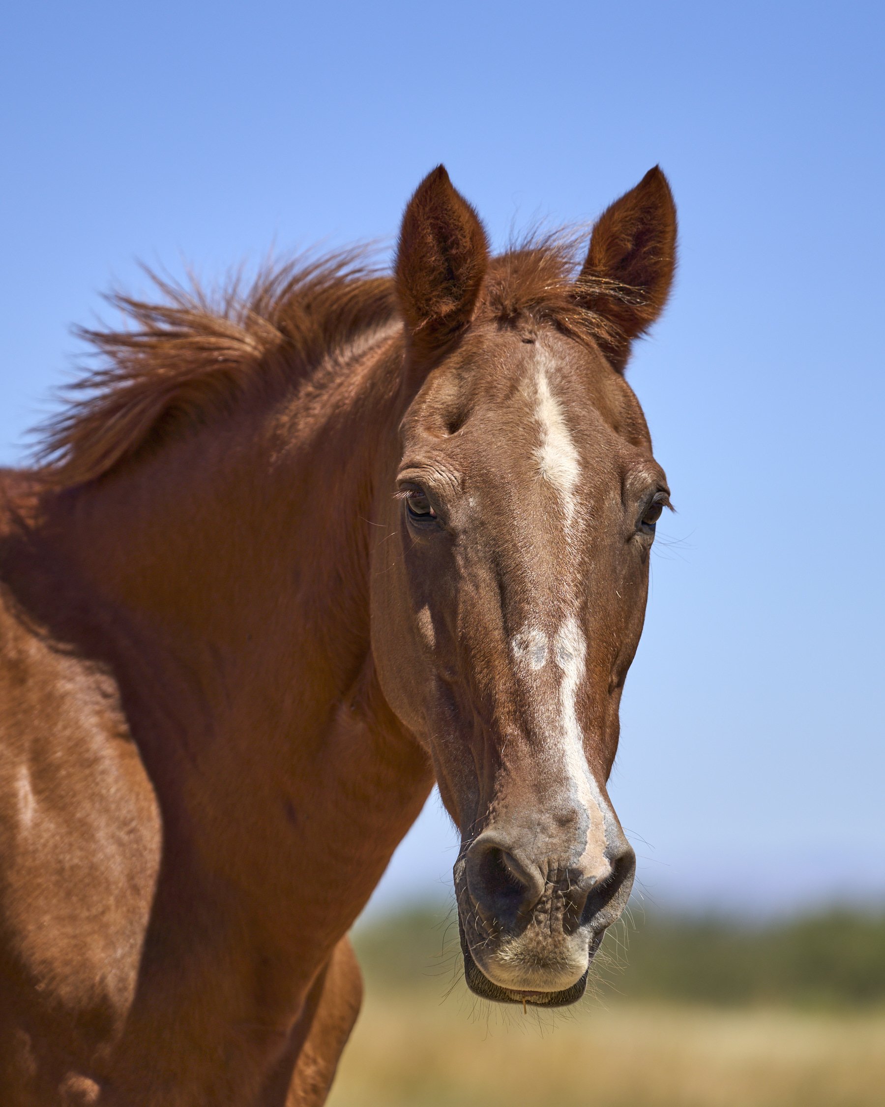 Big Easy 
Big Easy, a ranch horse, was the oldest of the herd until Chico arrived.  Big E is in his early 30's.  Owner placed.