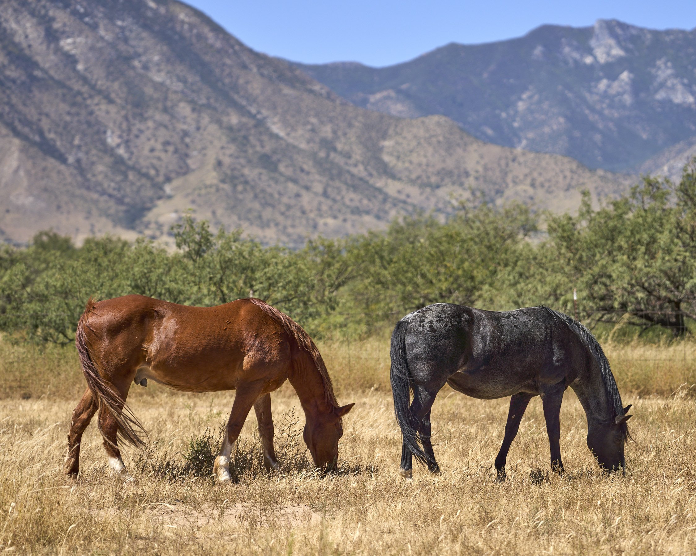Sito and Maizy 
"Pen" pals hanging out in pasture