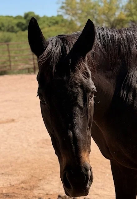 Maggie 
Maggie’ Messenger, a Thoroughbred mare registered with the Jockey Club, is a former racehorse and broodmare. In her mid-20's, she enjoys retirement, racing around the pasture with one of her early offspring at a PHP foster facility. 