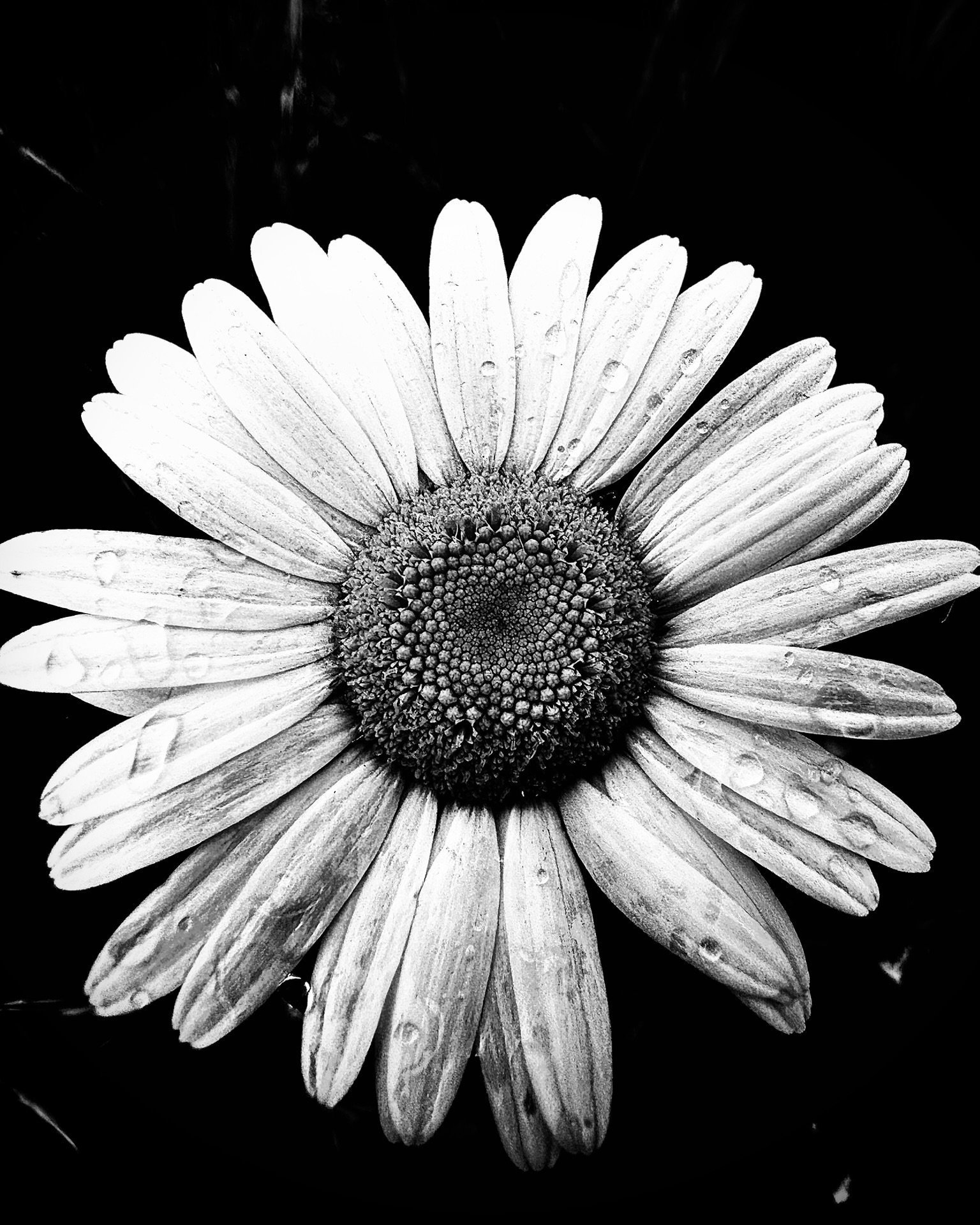 A Note to Humanity: Reflections on the Illusion of Isolation