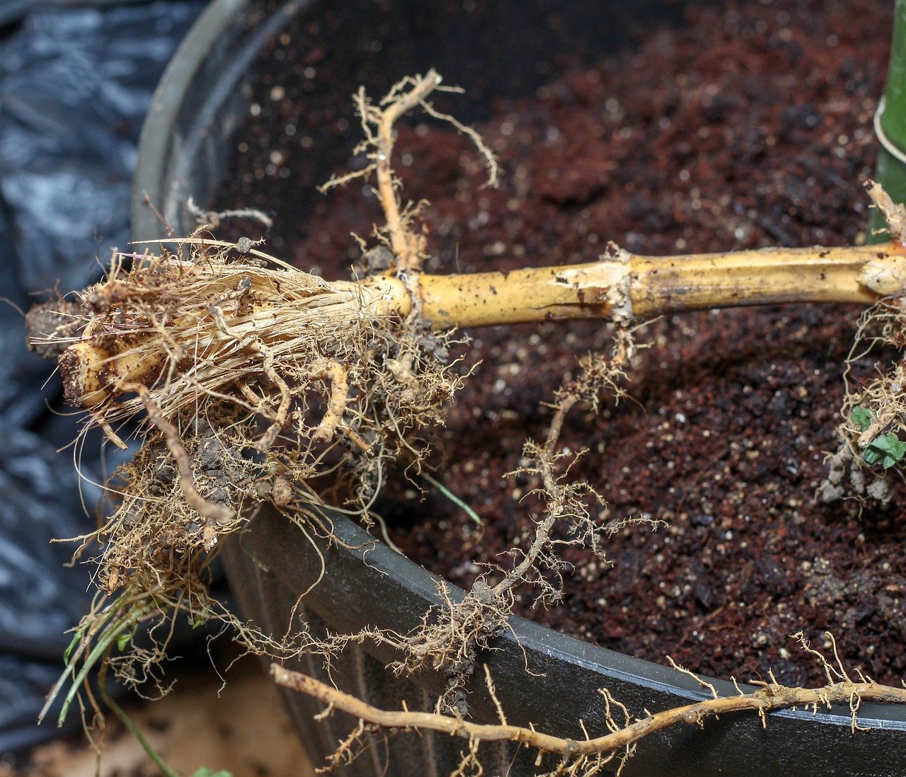 What is a Rhizome?