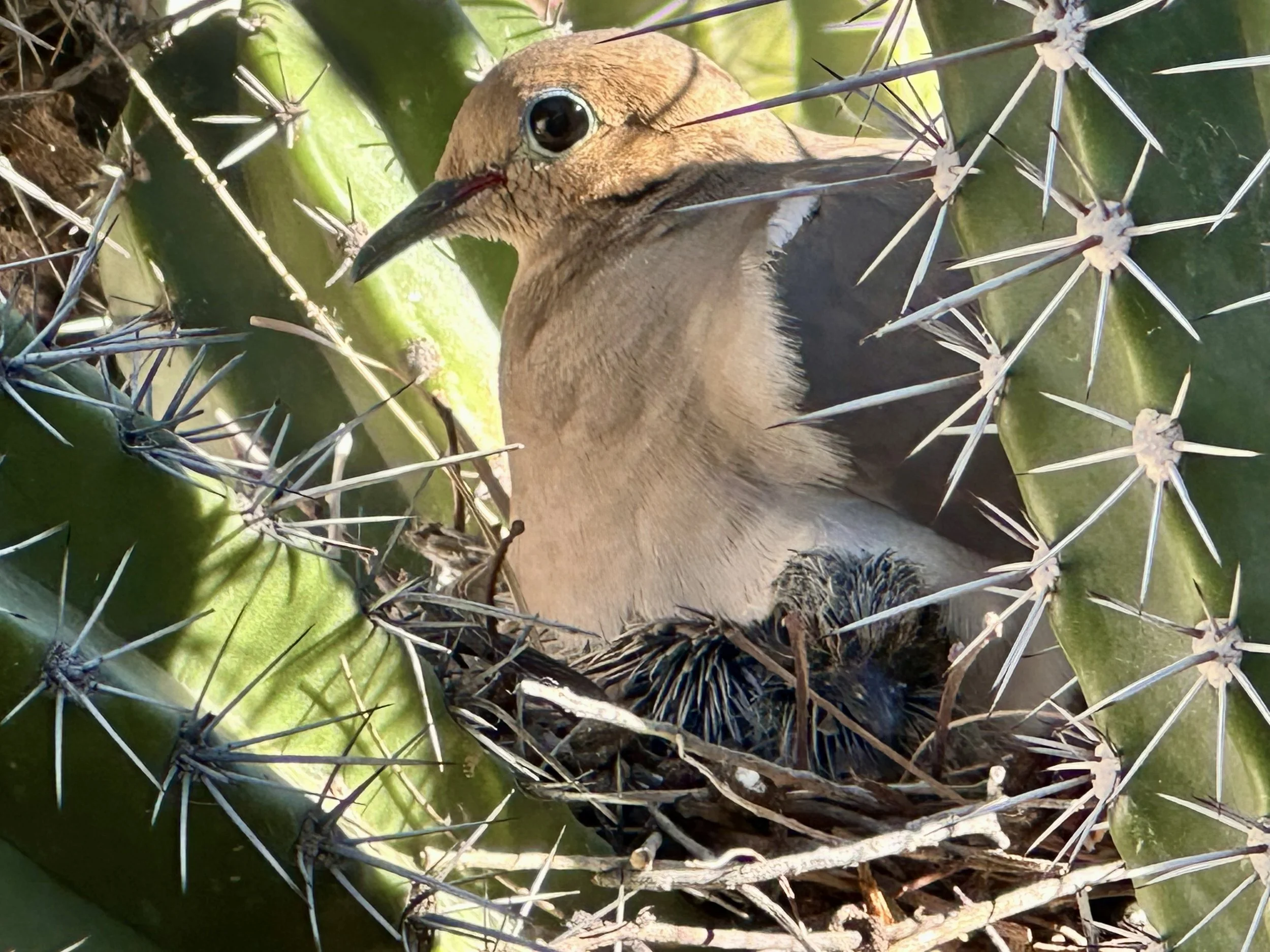 A dove and chick in a nest built in the center of a cactus. Surrounded by spines they are protected from predators.
