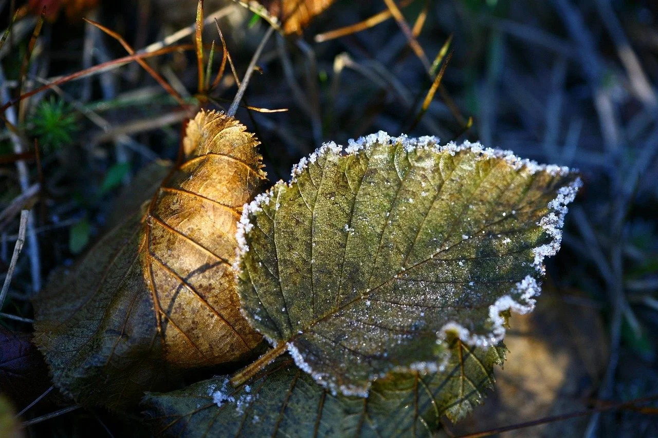 Frost-covered fallen leaves on the ground in a forested area.