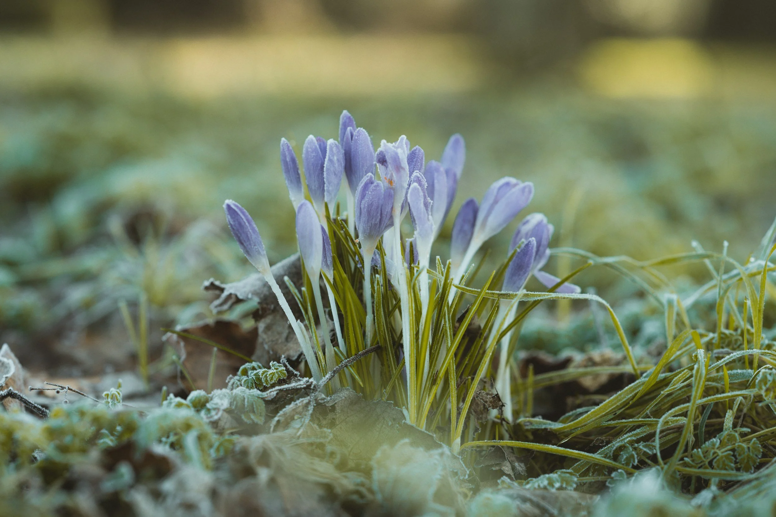 Close-up of purple crocuses covered in frost among grass and fallen leaves.
