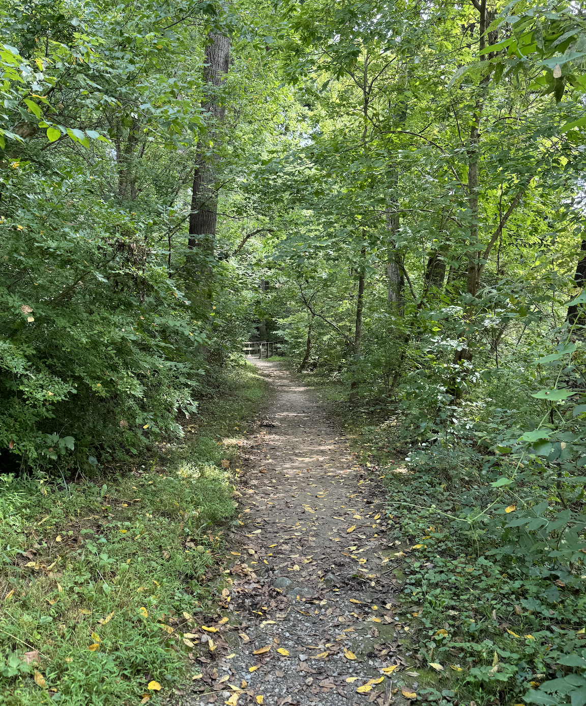 Leaf-covered hiking trail winding through a dense green forest toward a small wooden footbridge | trailhead for parts work
