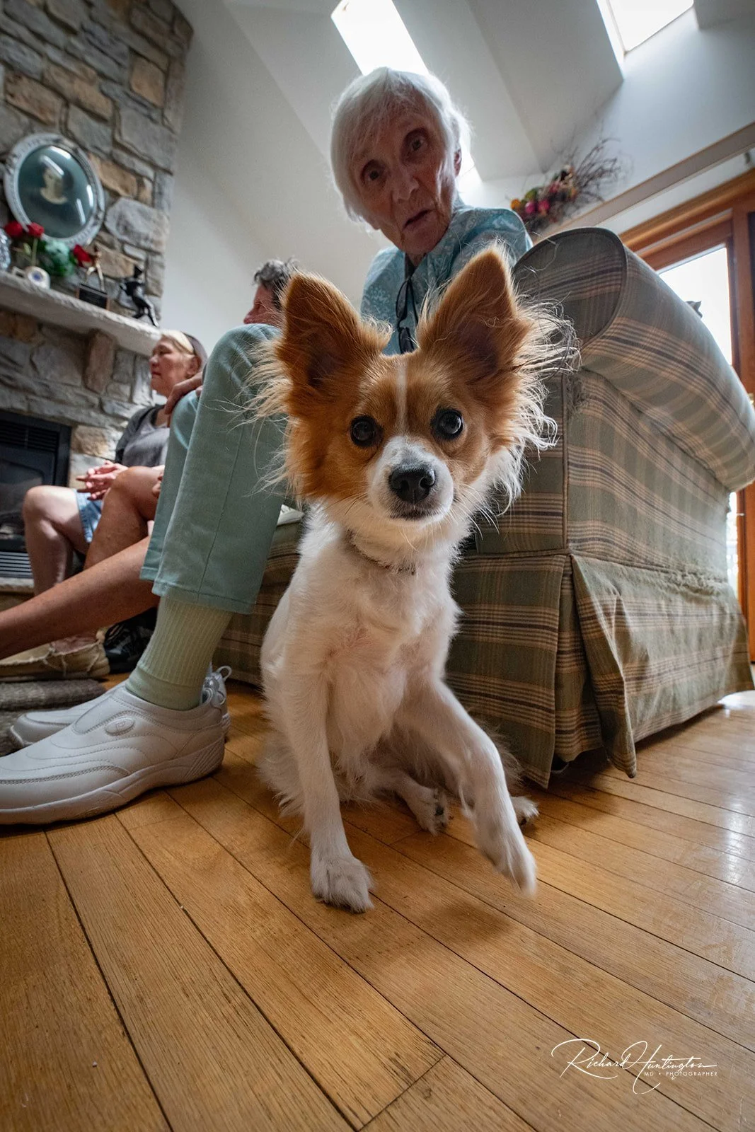 Papillon.jpg