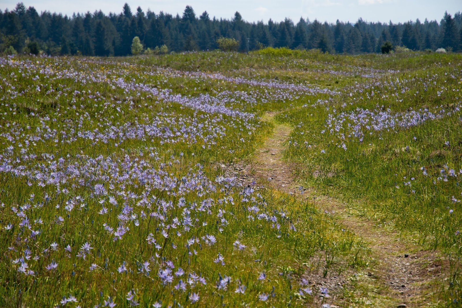 Mima Mounds Hike