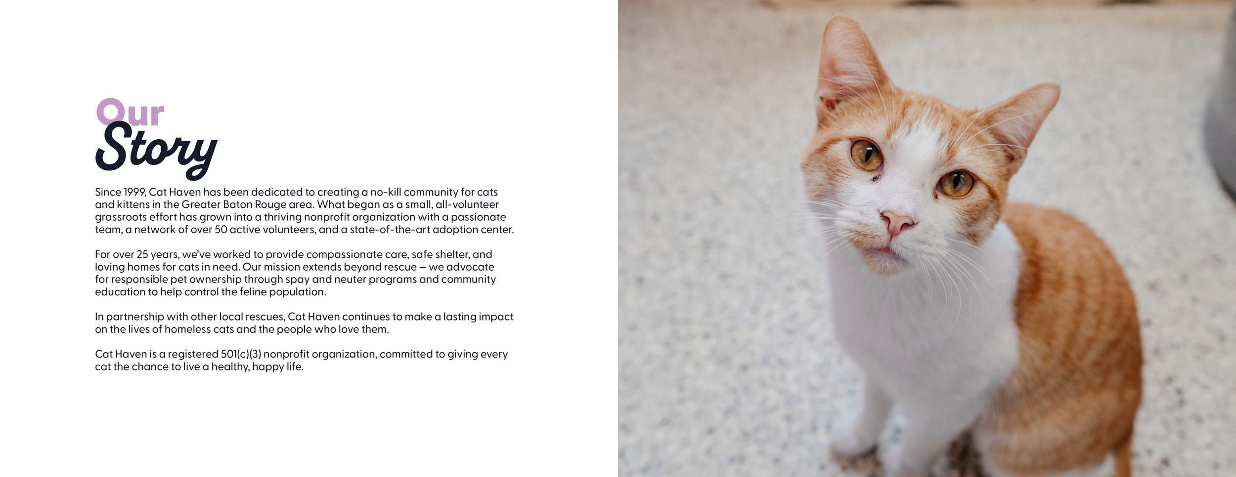 Cat Haven Brand Guidelines3.png
