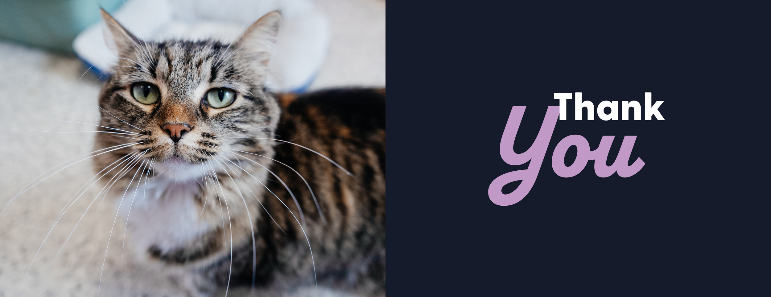 Cat Haven Brand Guidelines30.png