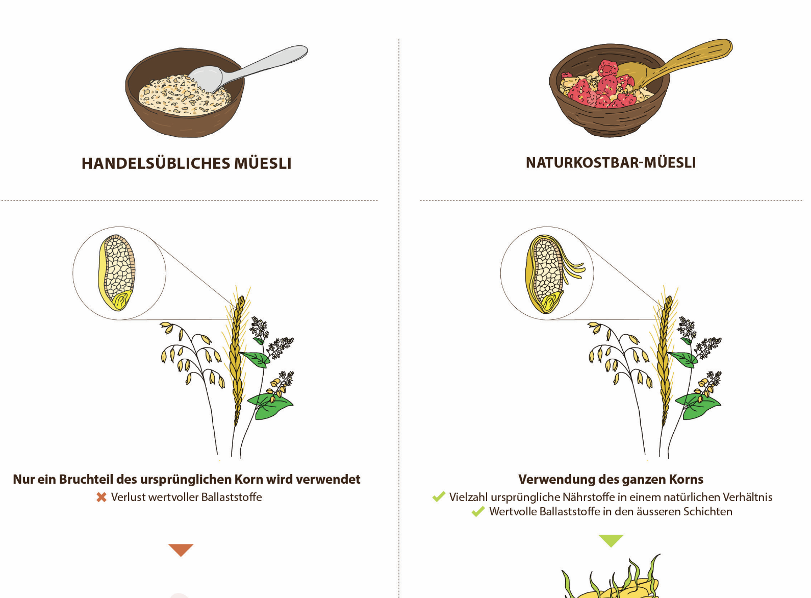 Naturkostbar-Müesli | Infographic