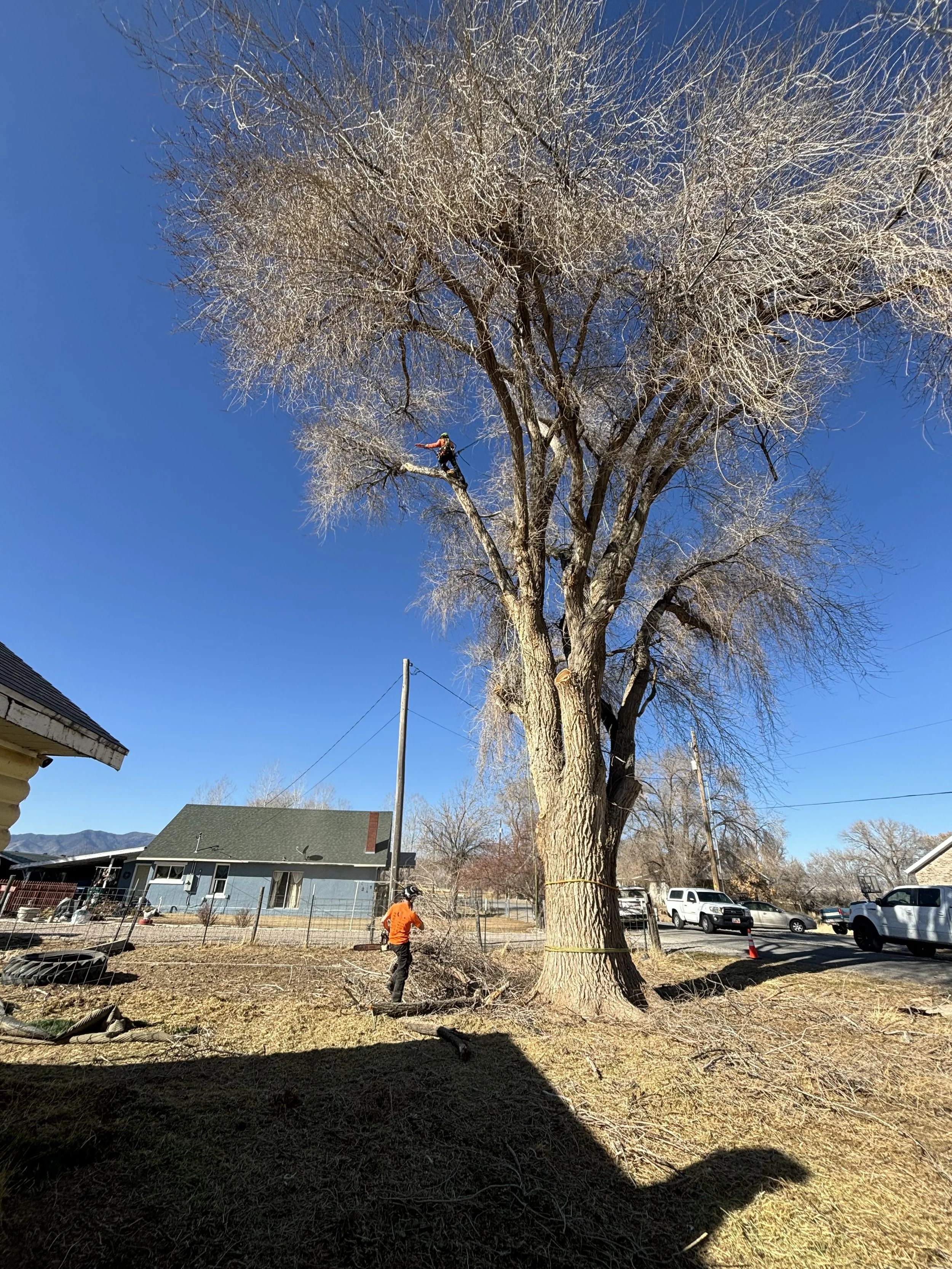 elm tree removal spanish fork