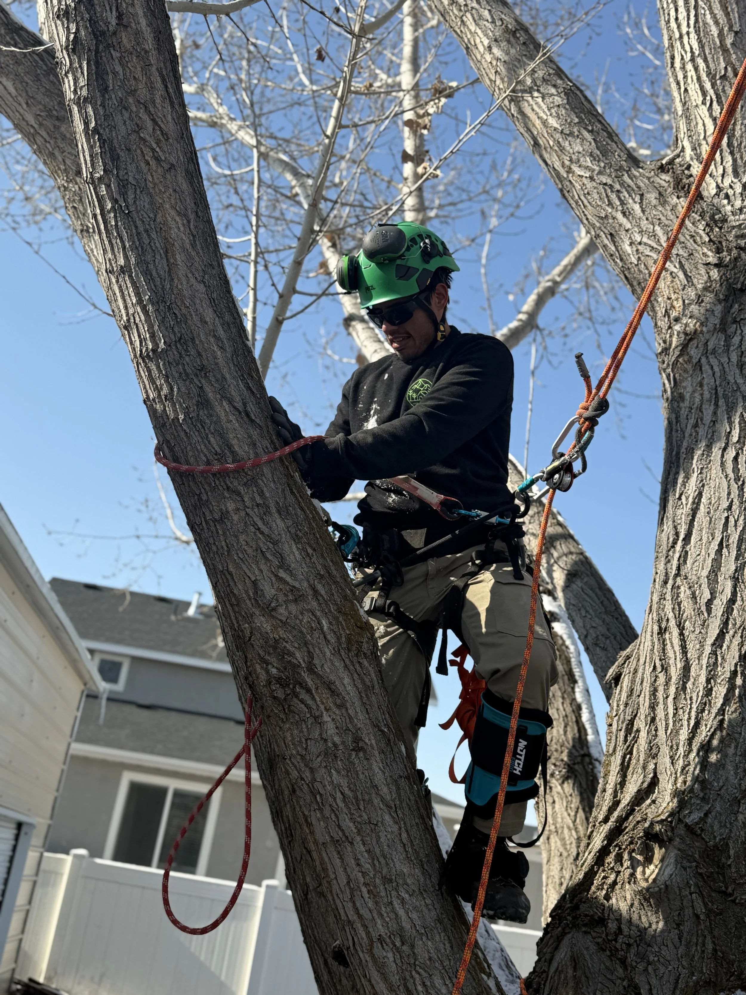Tree Trimming payson