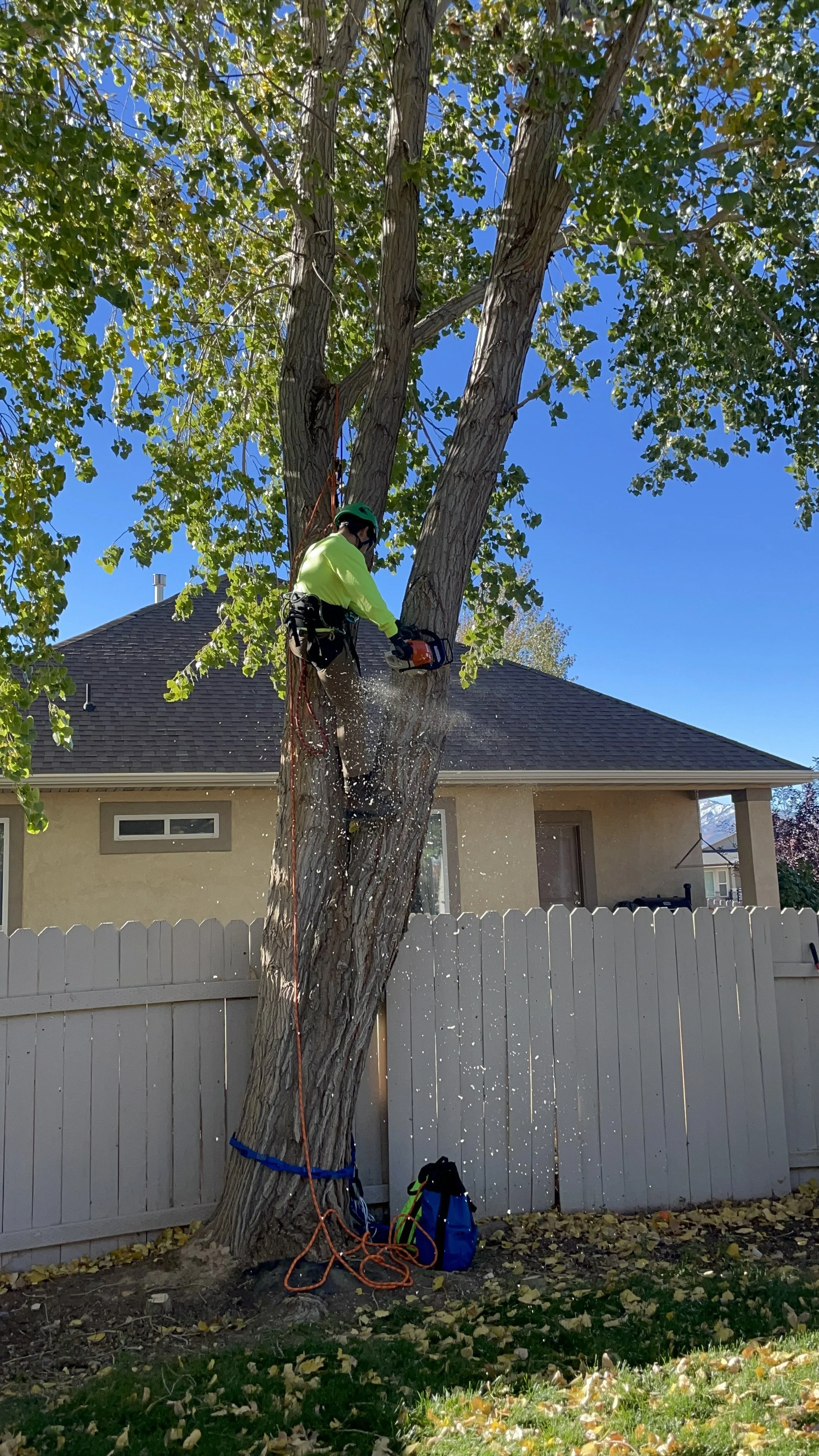 cottonwood removal salem utah