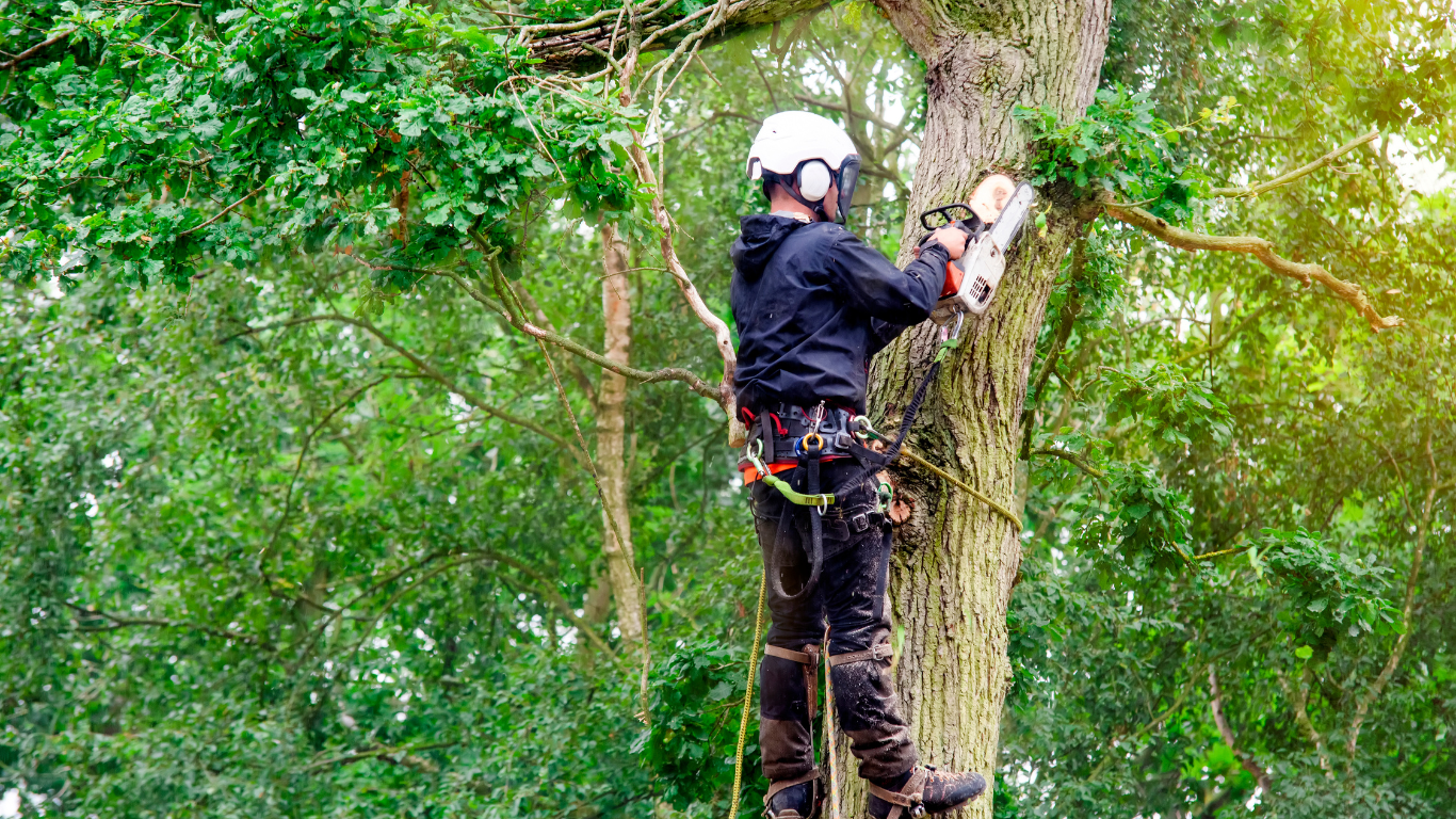 Why Regular Tree Trimming Is Essential for Payson, Utah Homeowners