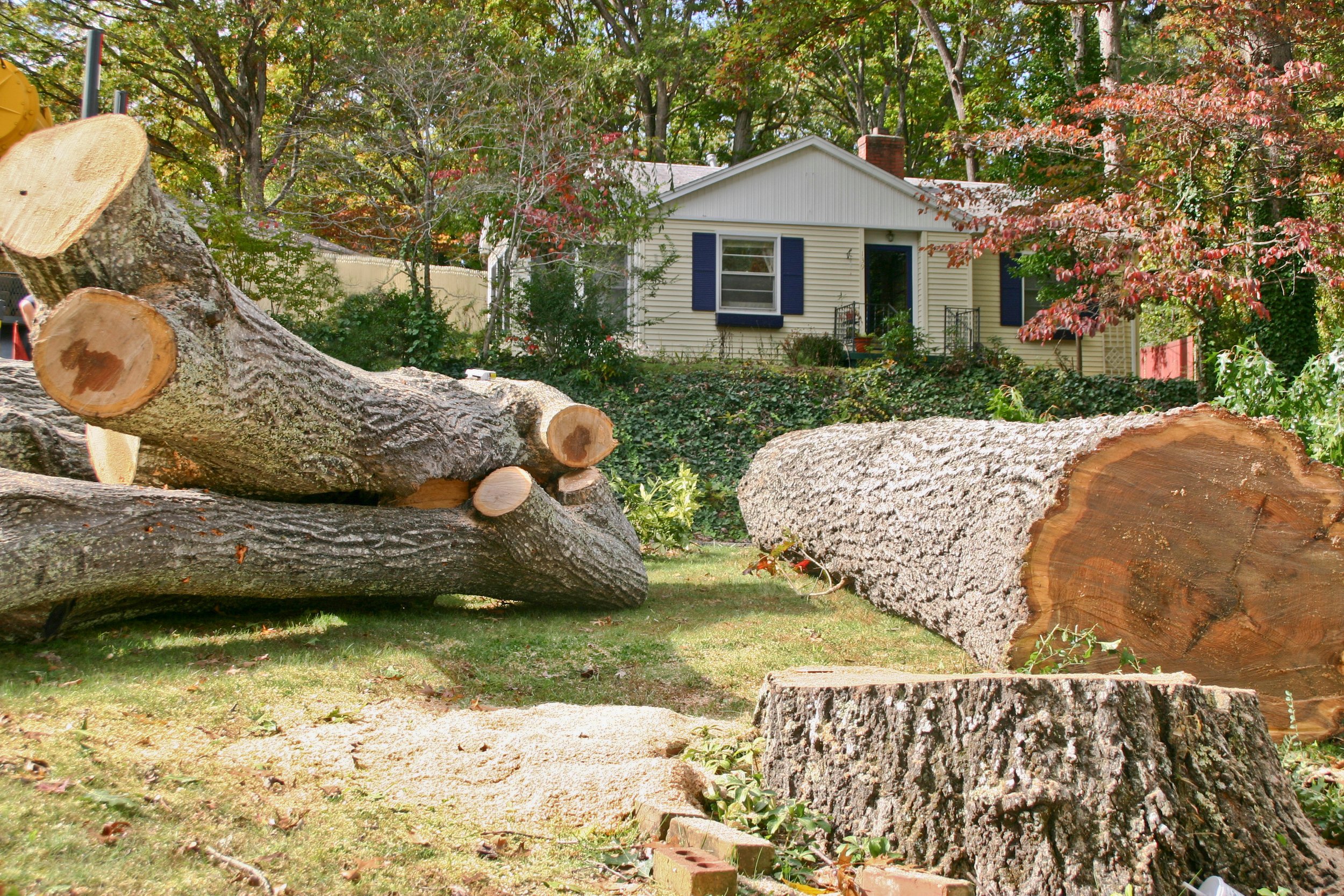 Can I Get a Tree Removed for Free?