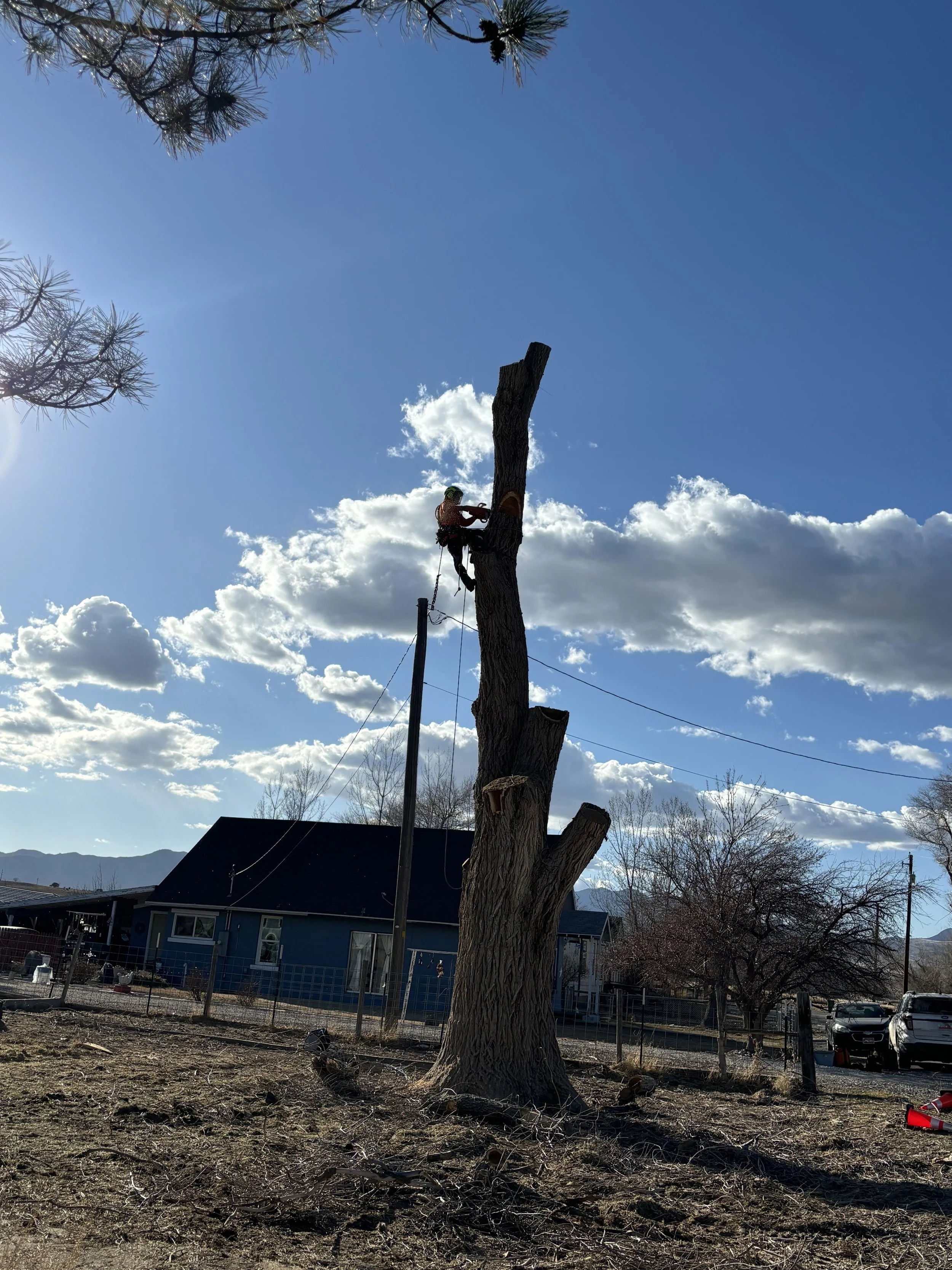 Large Elm Tree Removal Completed in Utah County