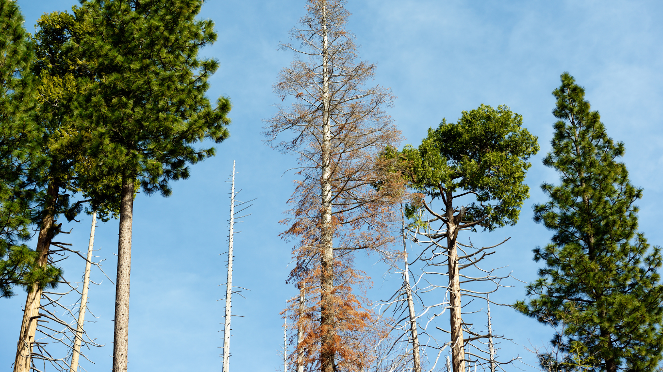 Why Is My Pine Tree Dying in Utah County?