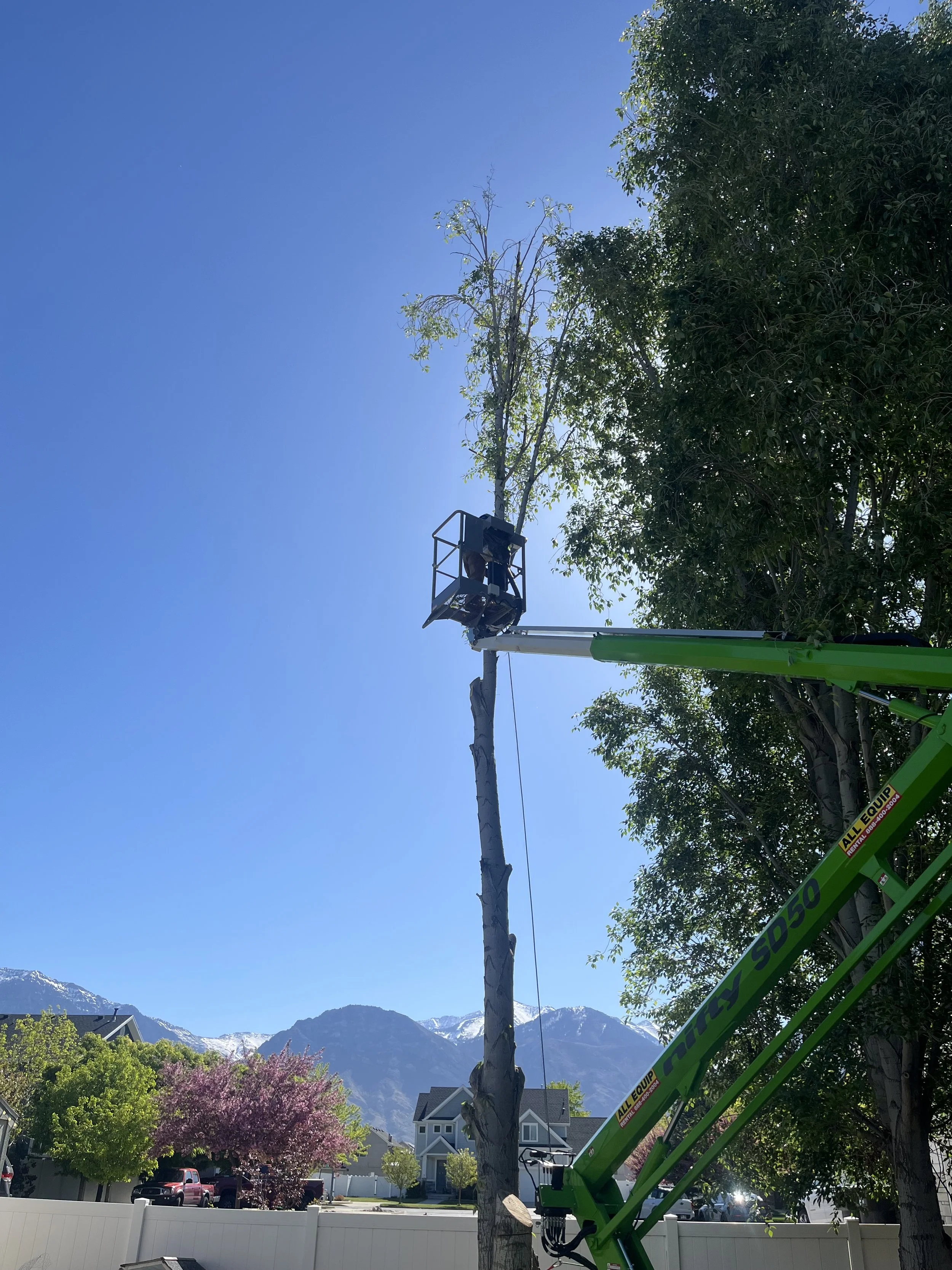 tree removal provo