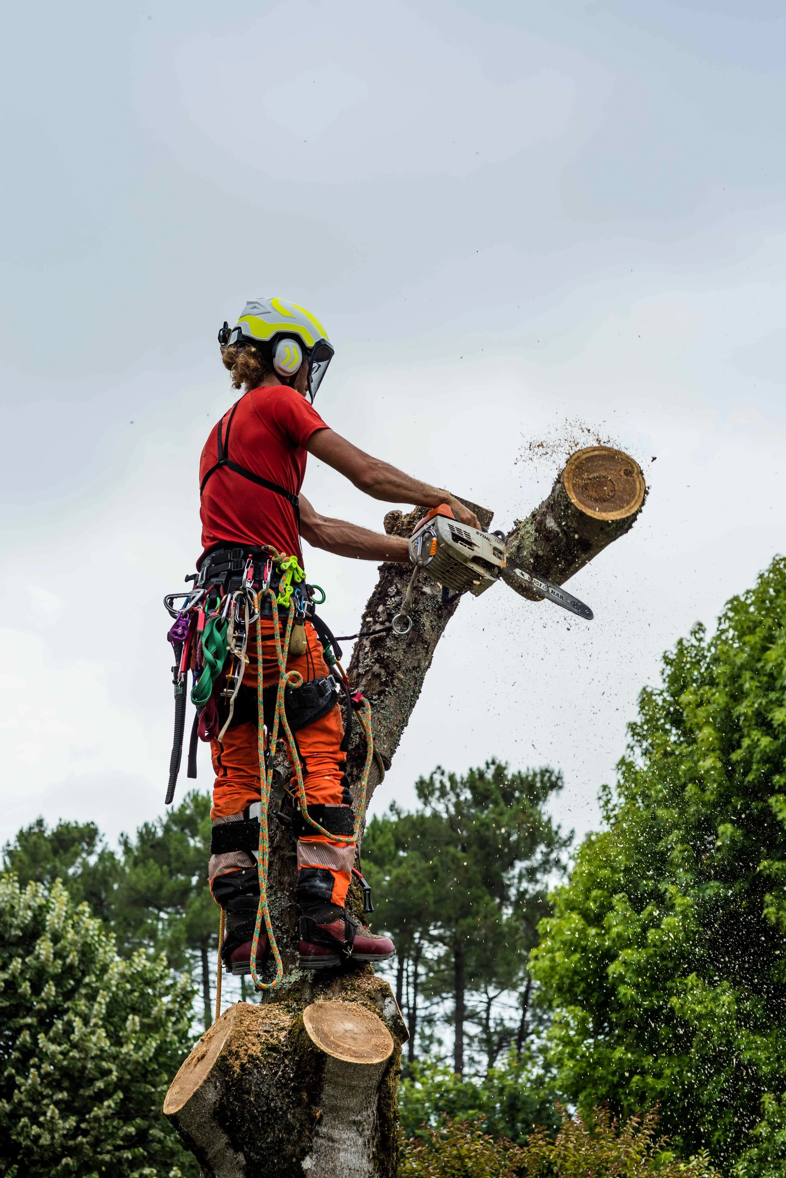 tree removal spanish fork
