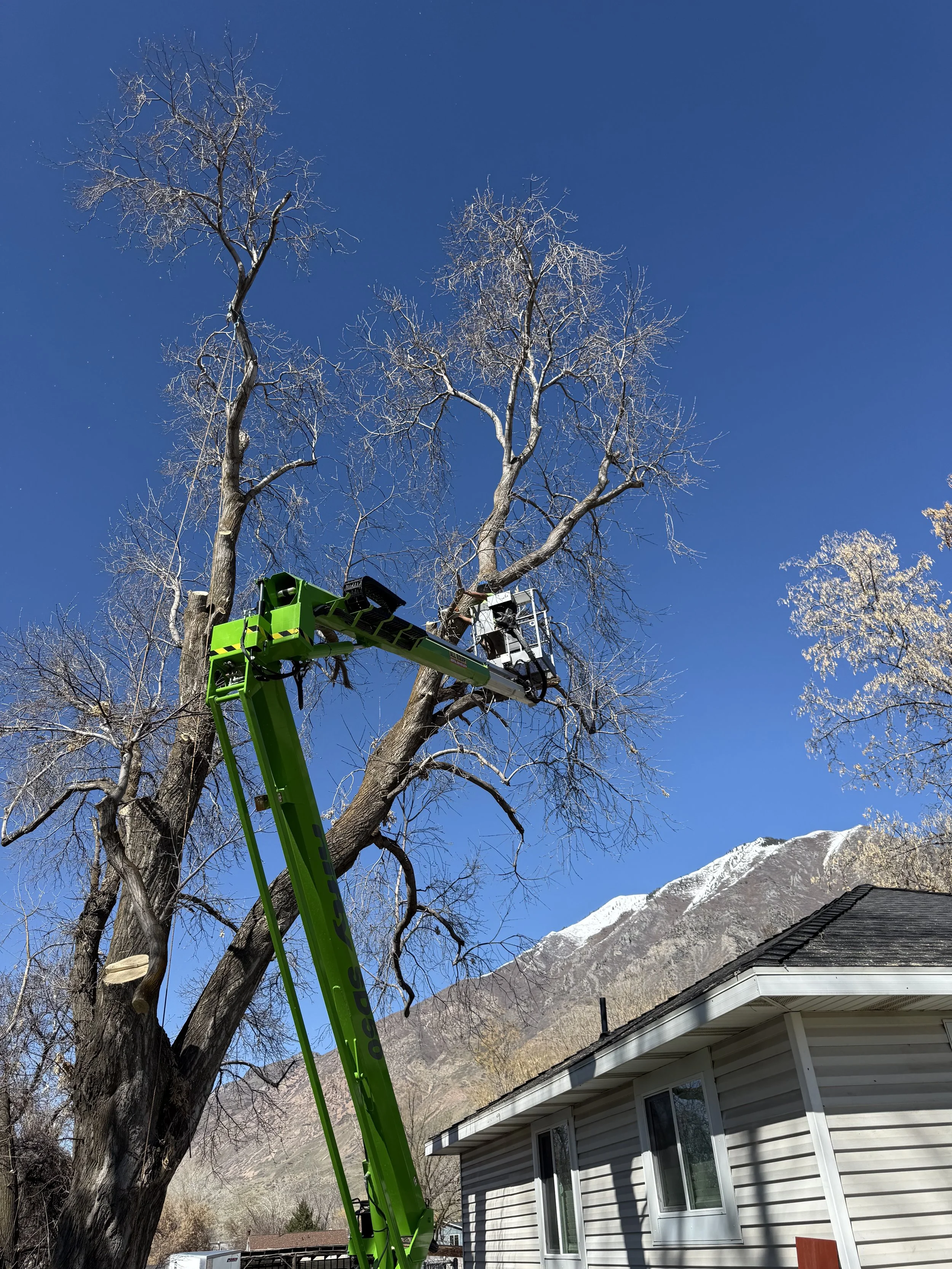 tree removal springville utah