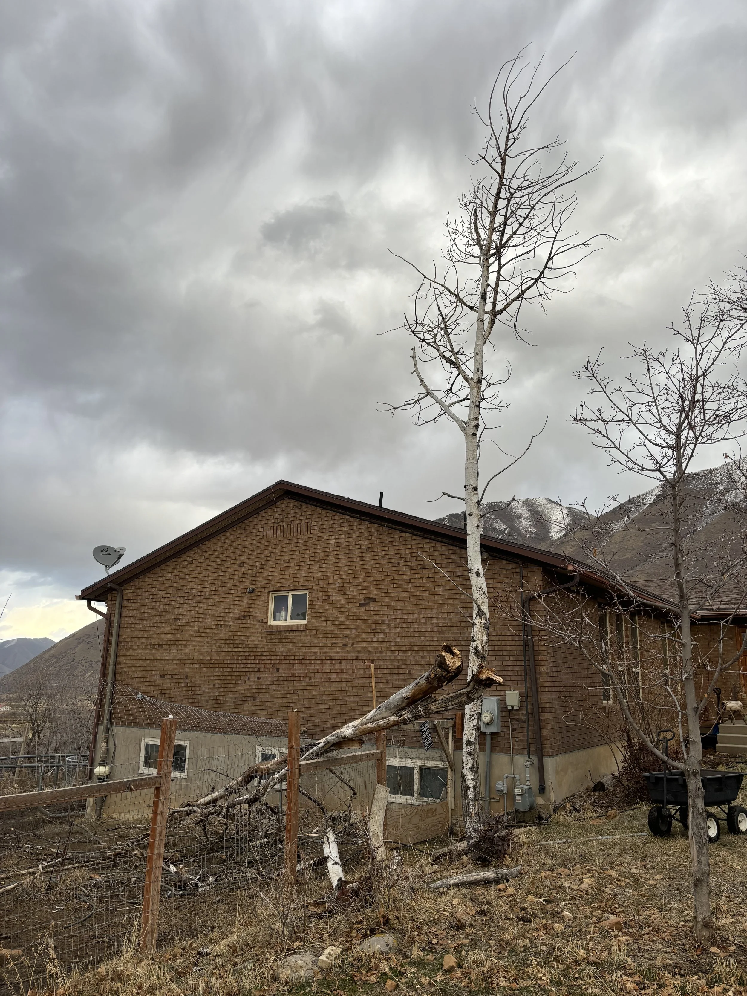 storm damage tree removal utah