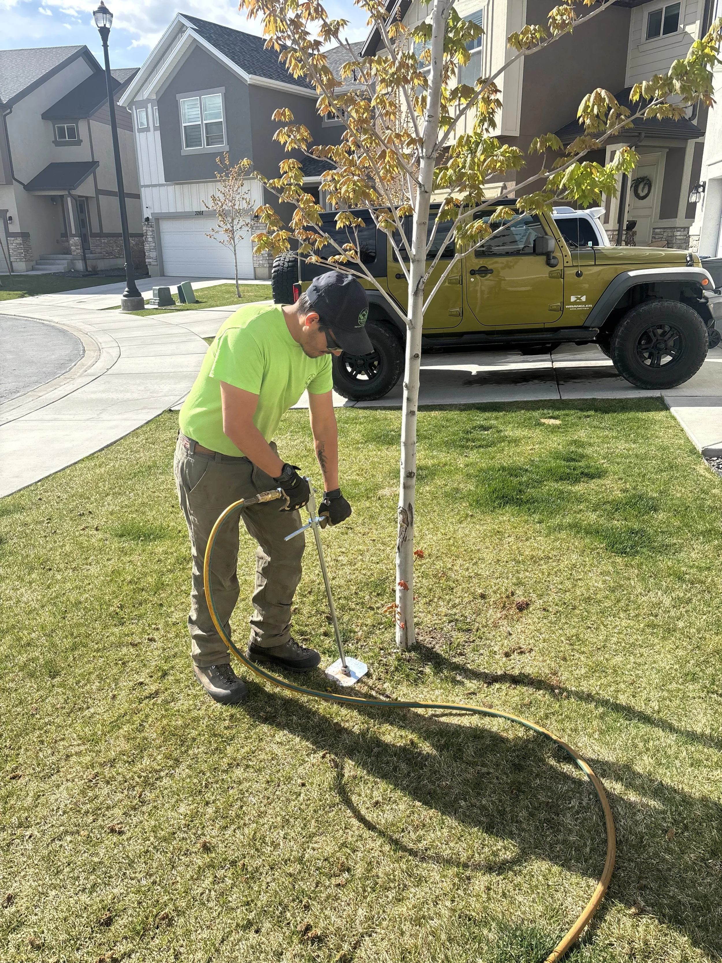 tree dying salem utah