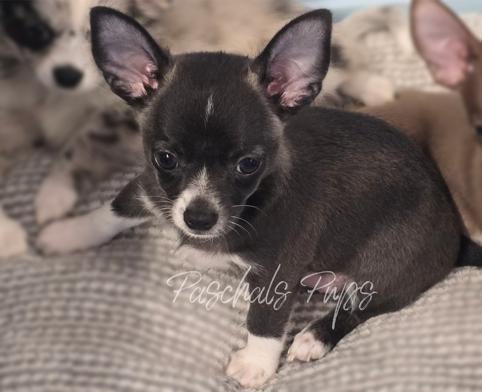 Thumper - boy