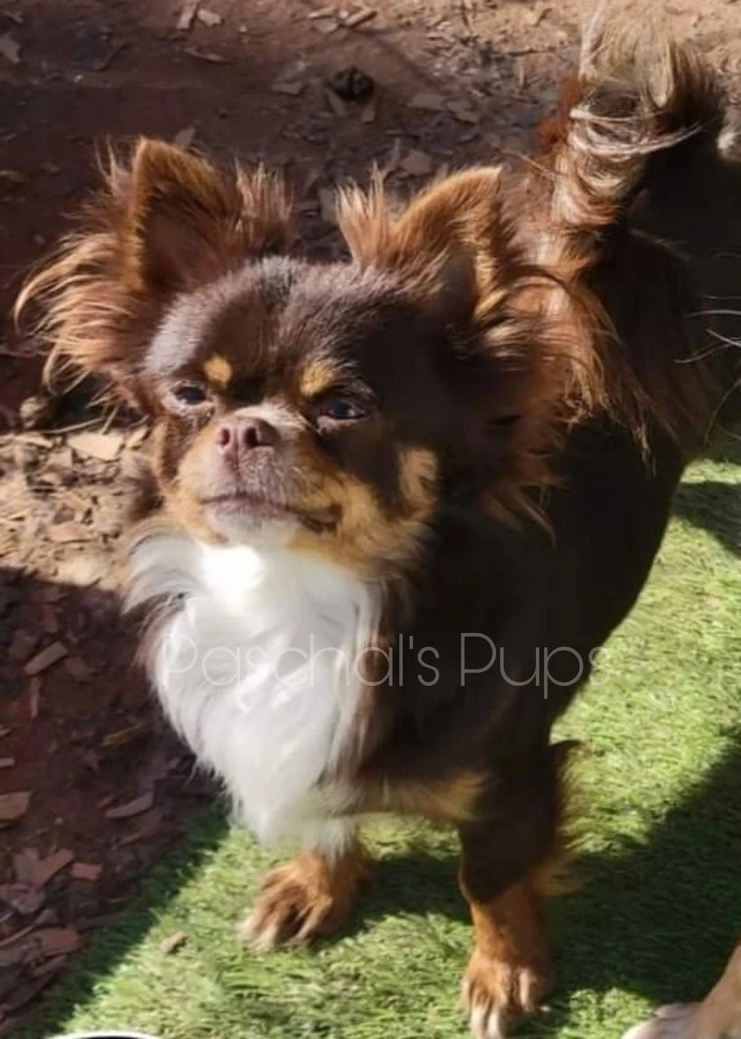 Duchess.jpg