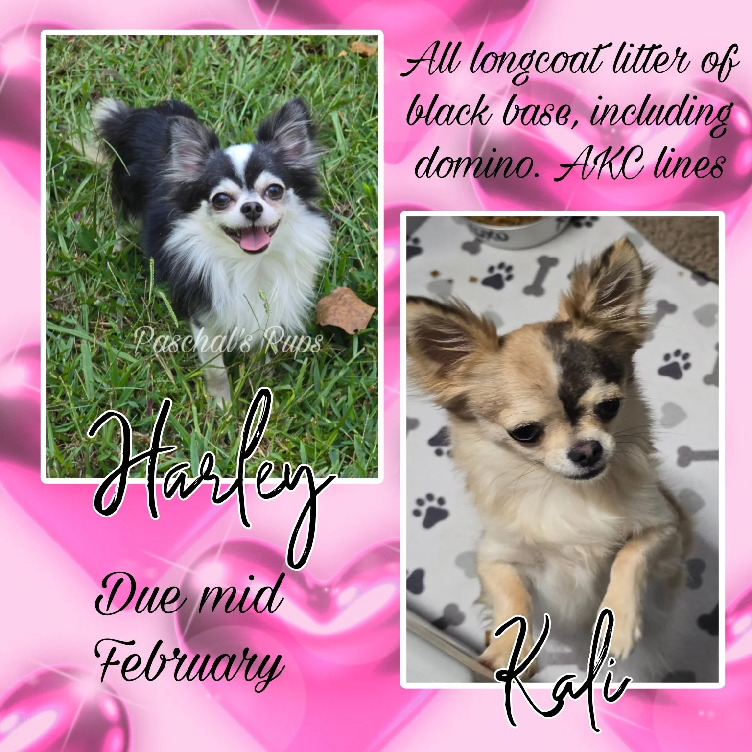 Harley & Kalista (Kali)