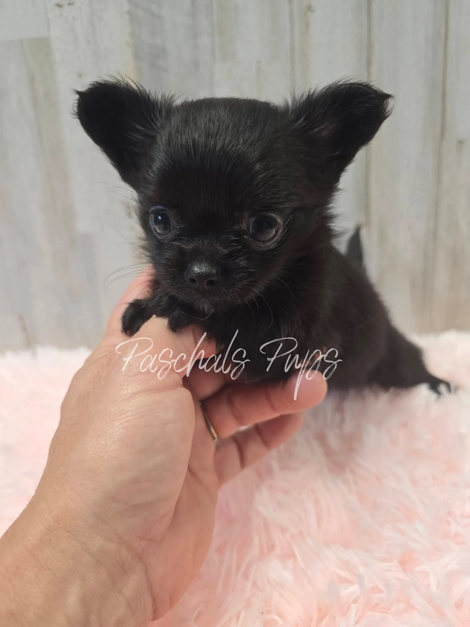 TINY Sydney - girl