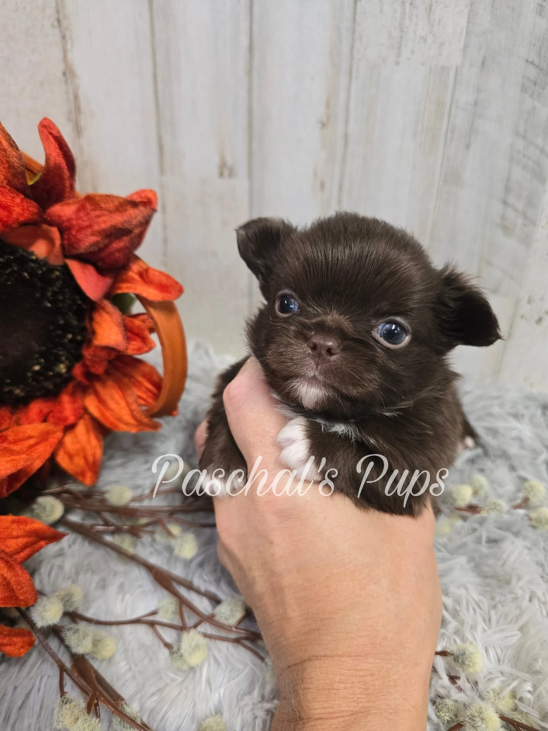 processed_Picsart_25-09-21_09-00-49-810.jpg