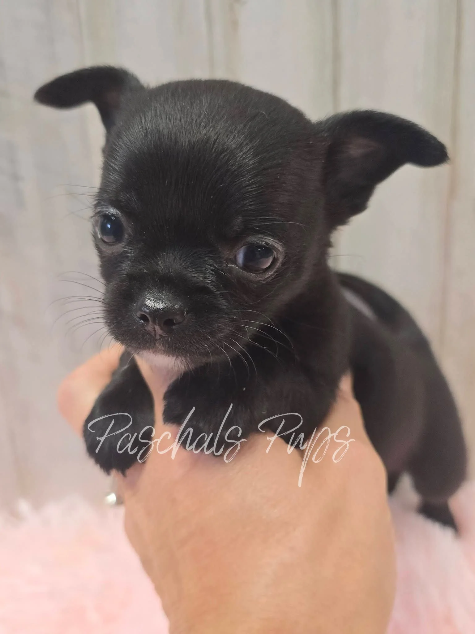 TINY Dallas - girl