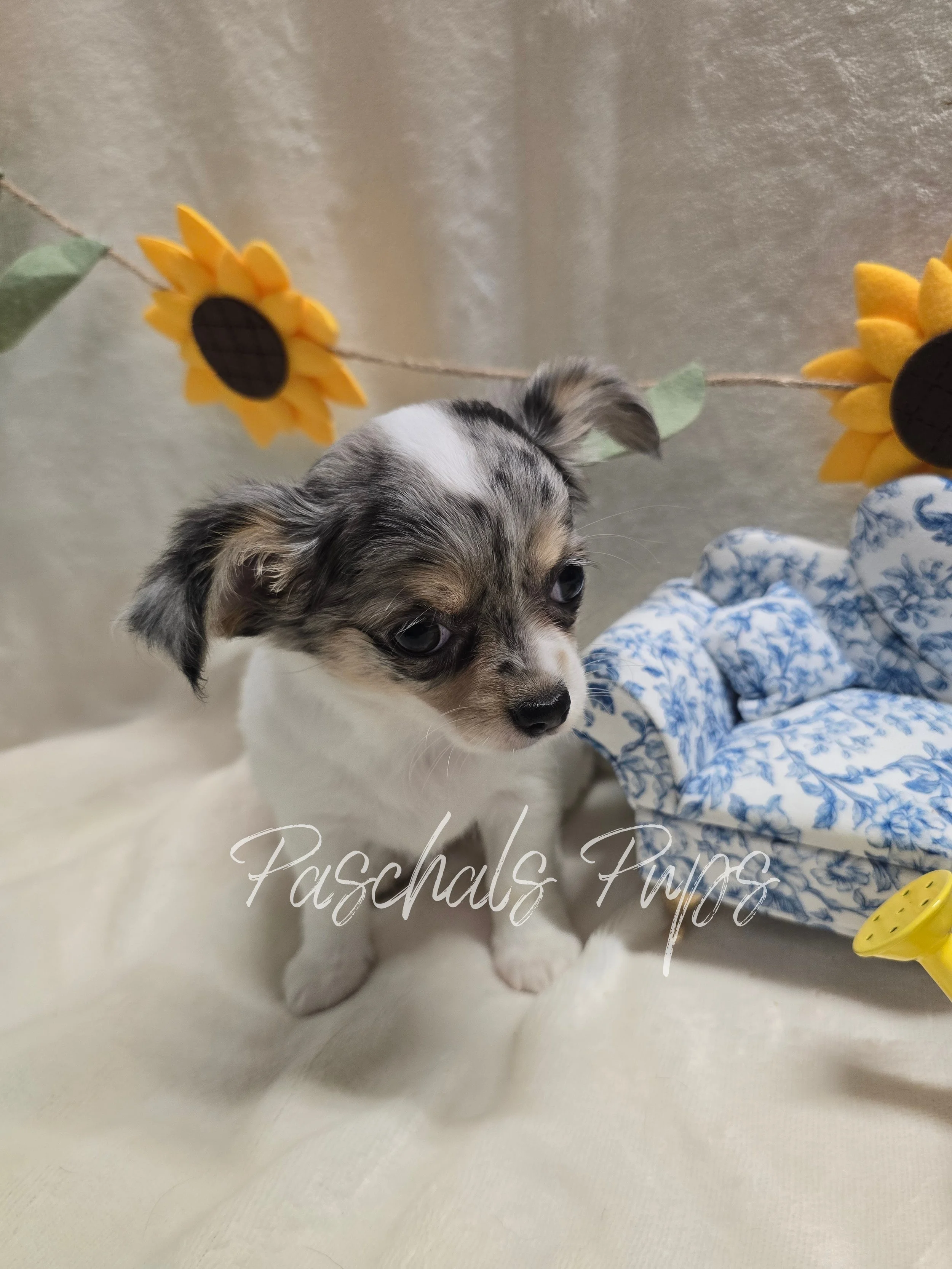 Buttercup - girl