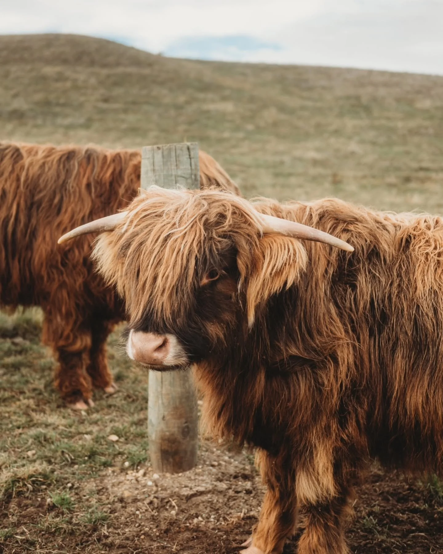 Meet Duncan and Dougal, our shaggy Highland cows who call Willowbrook home. 🐮 

Make sure you pay them a visit during your stay... they&rsquo;re friendly, photogenic, and always up for a snack!