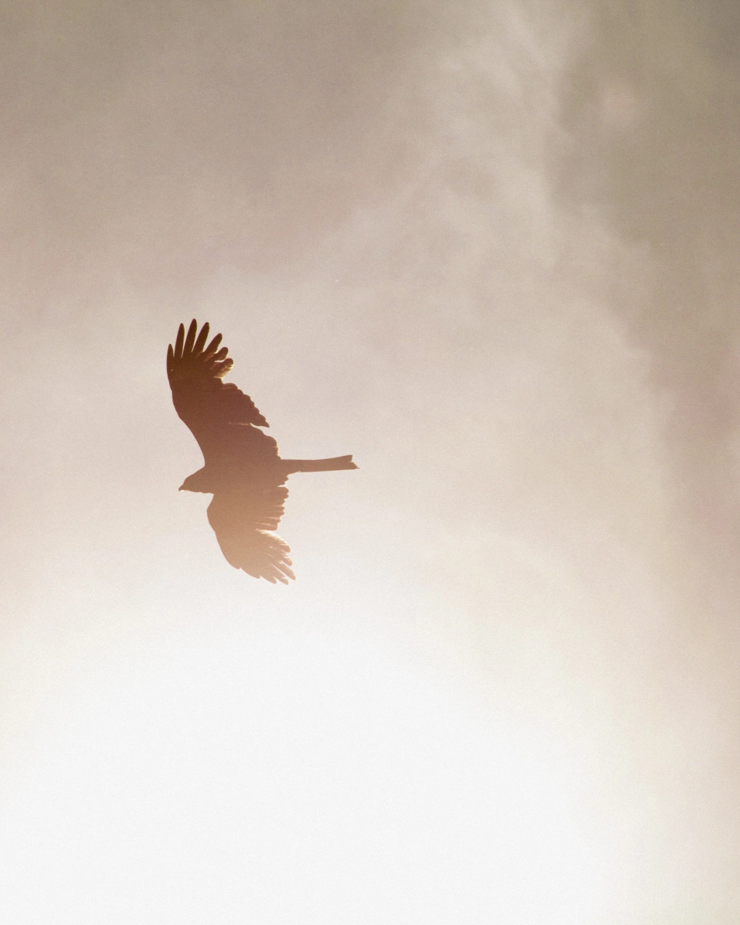 Wildlife photography of a bird of prey
