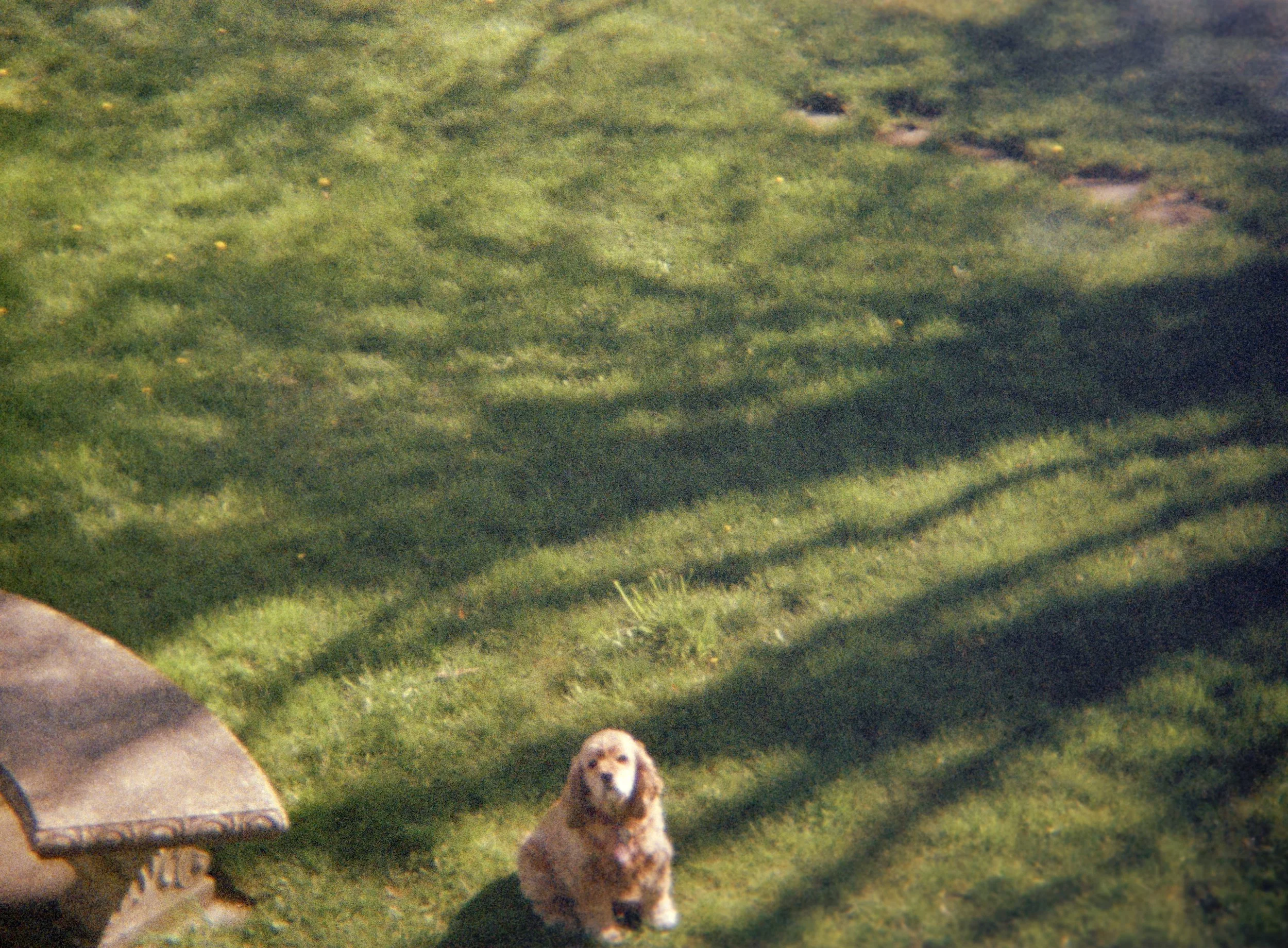 Sammy in the yard, 1989