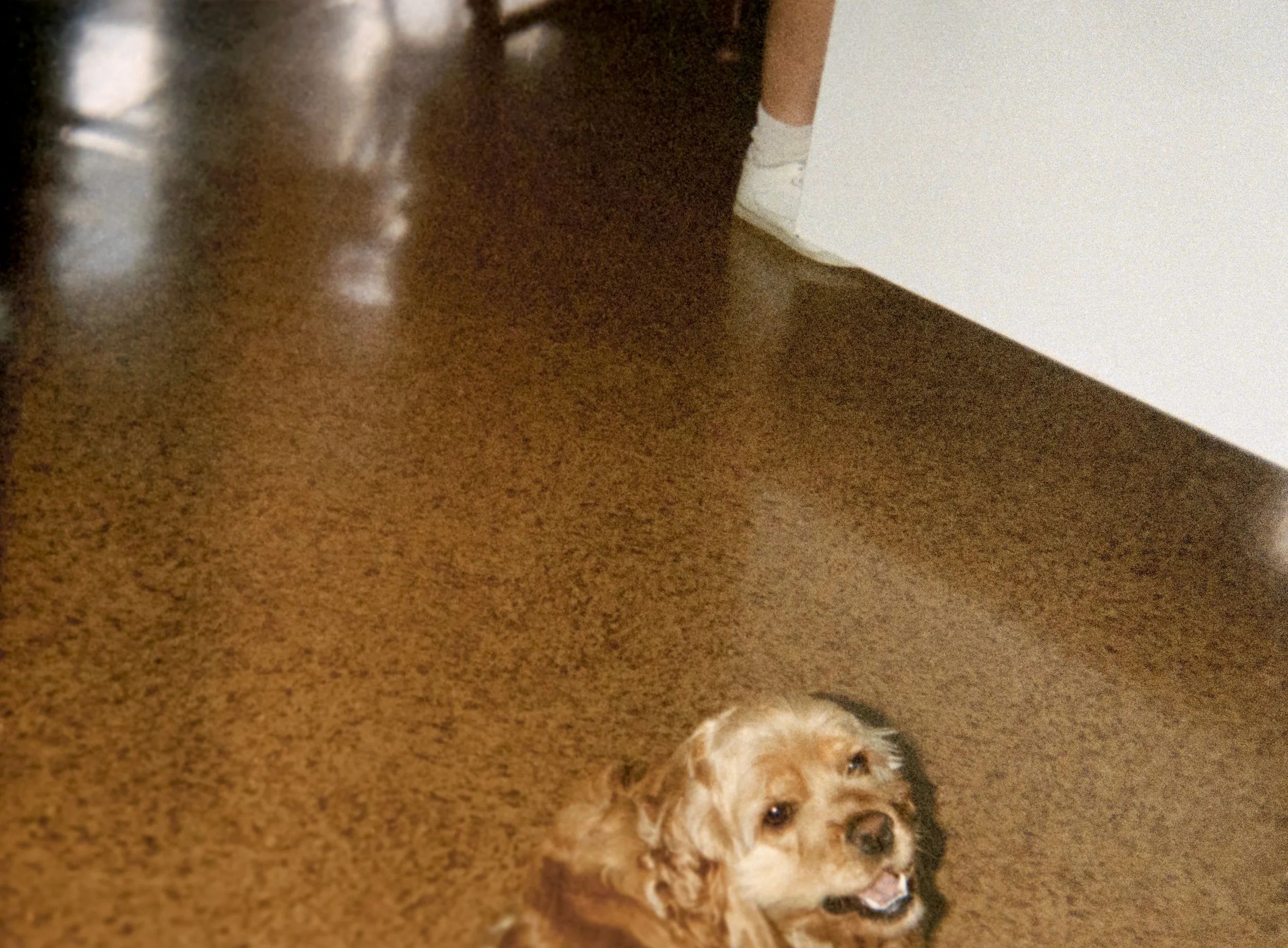 Sammy (Kitchen), 1991