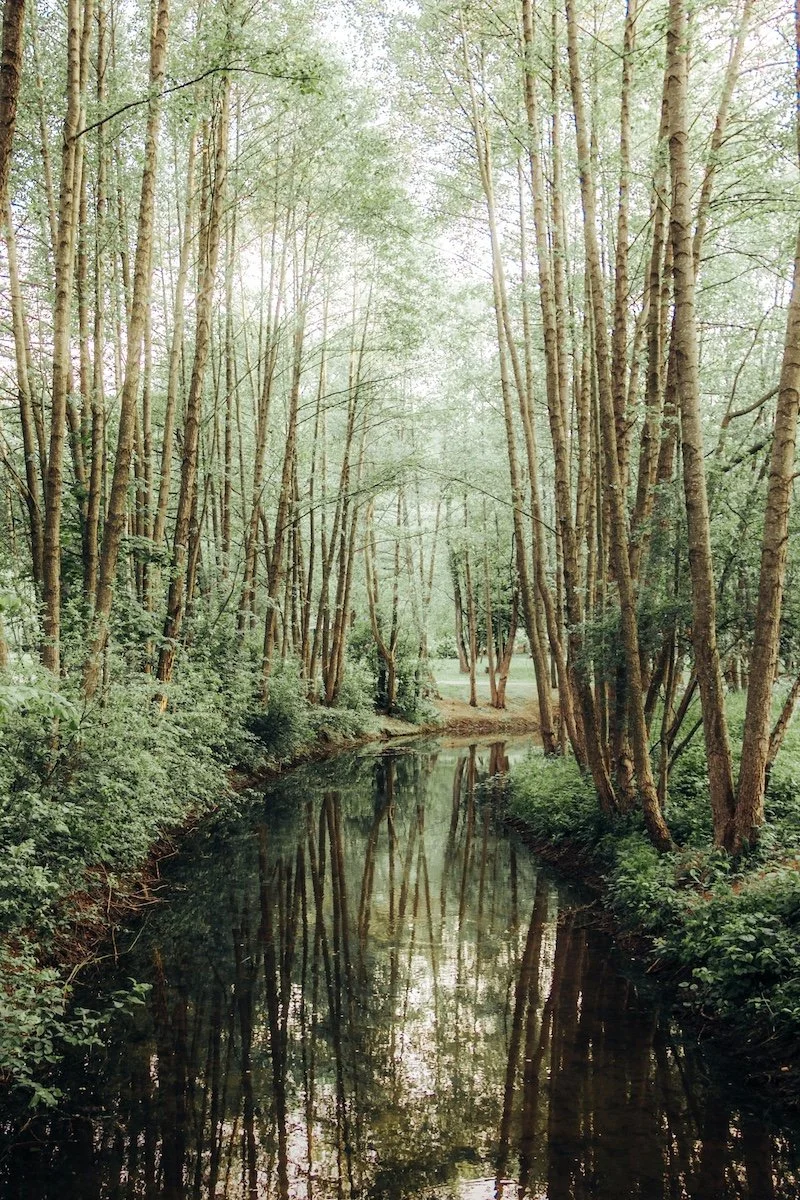 A peaceful forest scene with tall, slender trees lining a narrow, reflective stream.