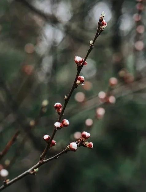 A close-up of a thin branch with small, closed buds or flowers, set against a blurred background of trees.