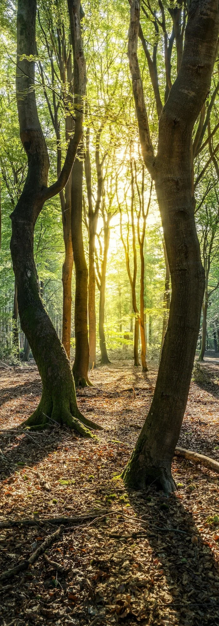 Sunlight filtering through a dense forest with tall, slender trees and a leaf-covered ground.