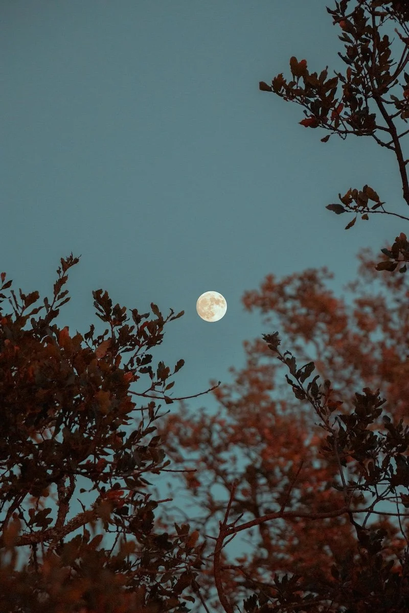 Night sky with a visible full moon and tree branches with reddish-brown leaves in the foreground.