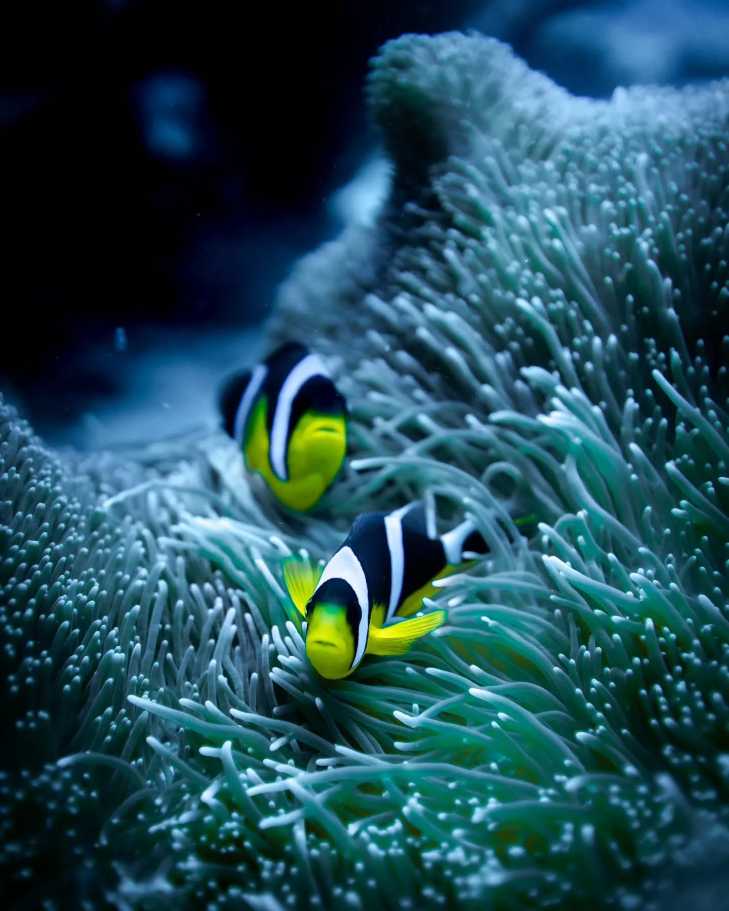 El fascinante mundo del pez payaso 🐠🌍

En los coloridos arrecifes de coral, este peque&ntilde;o pez es mucho m&aacute;s que un rostro famoso. Su vida est&aacute; llena de adaptaciones sorprendentes que lo convierten en un verdadero ejemplo de la ma