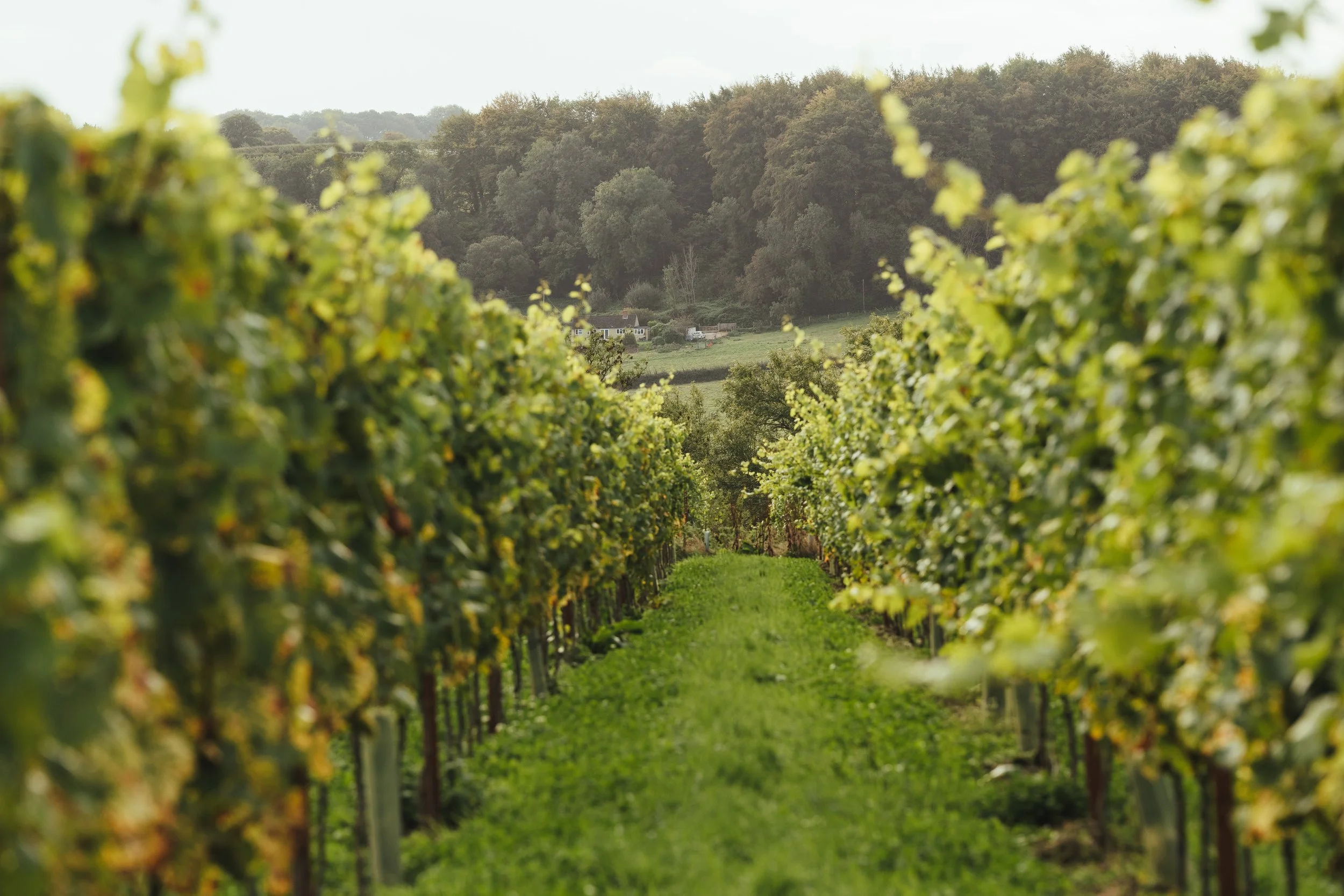 Wine Vineyard Tours at Otium Estate Hampshire