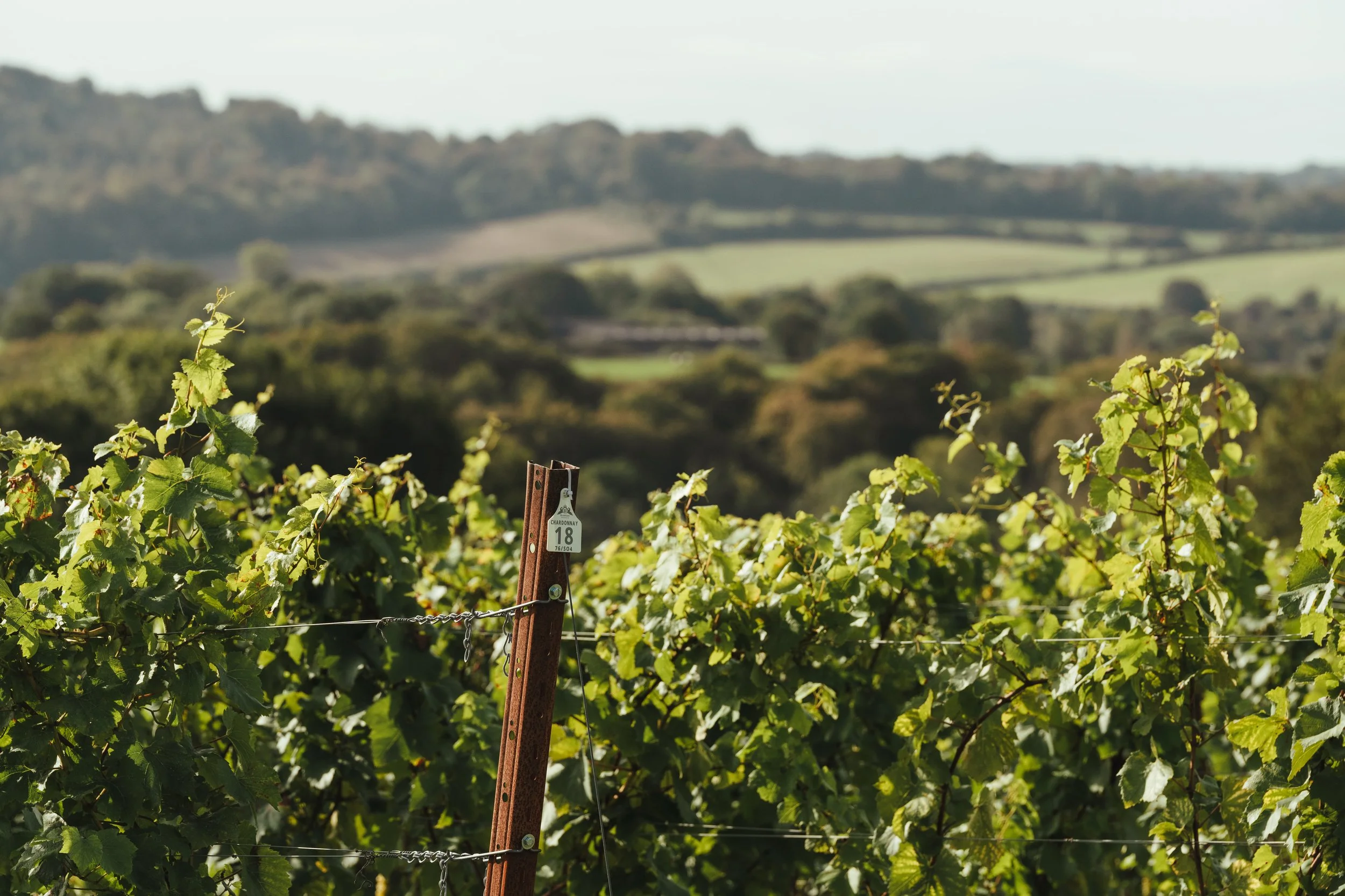 Vineyard Wine Tours and Tastings Otium Hampshire