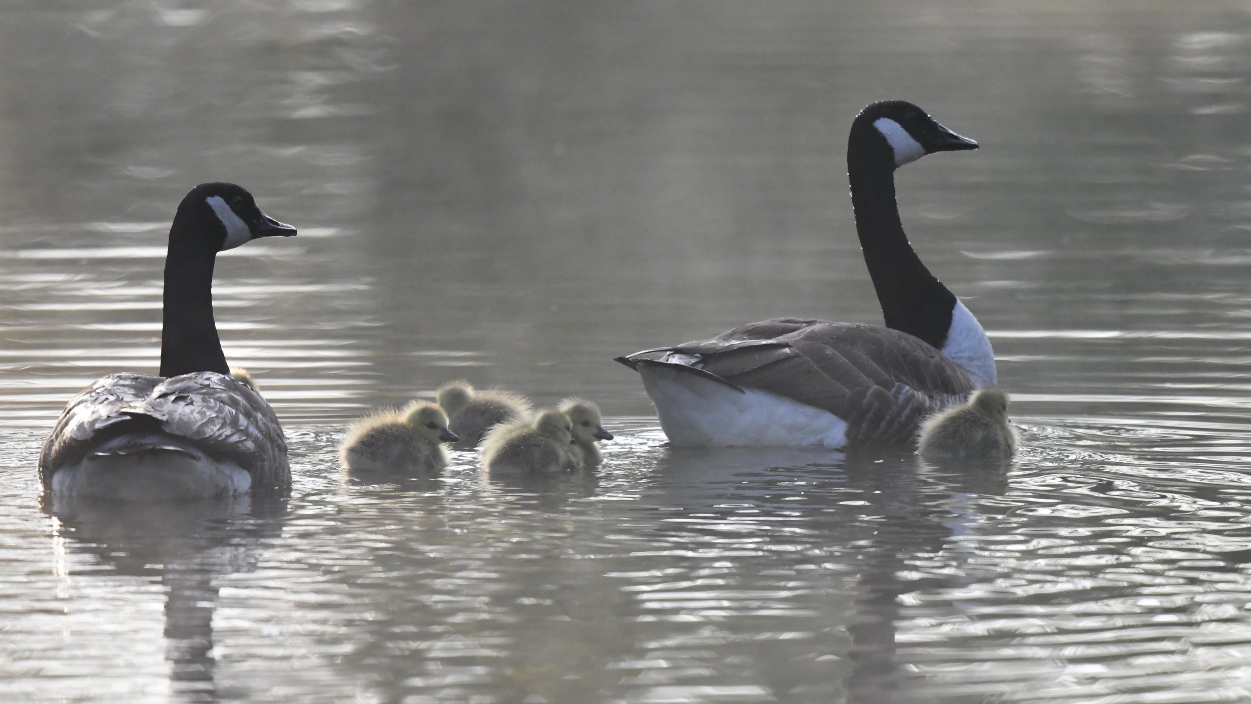 Two adult Canada geese swimming with their goslings on a calm body of water.