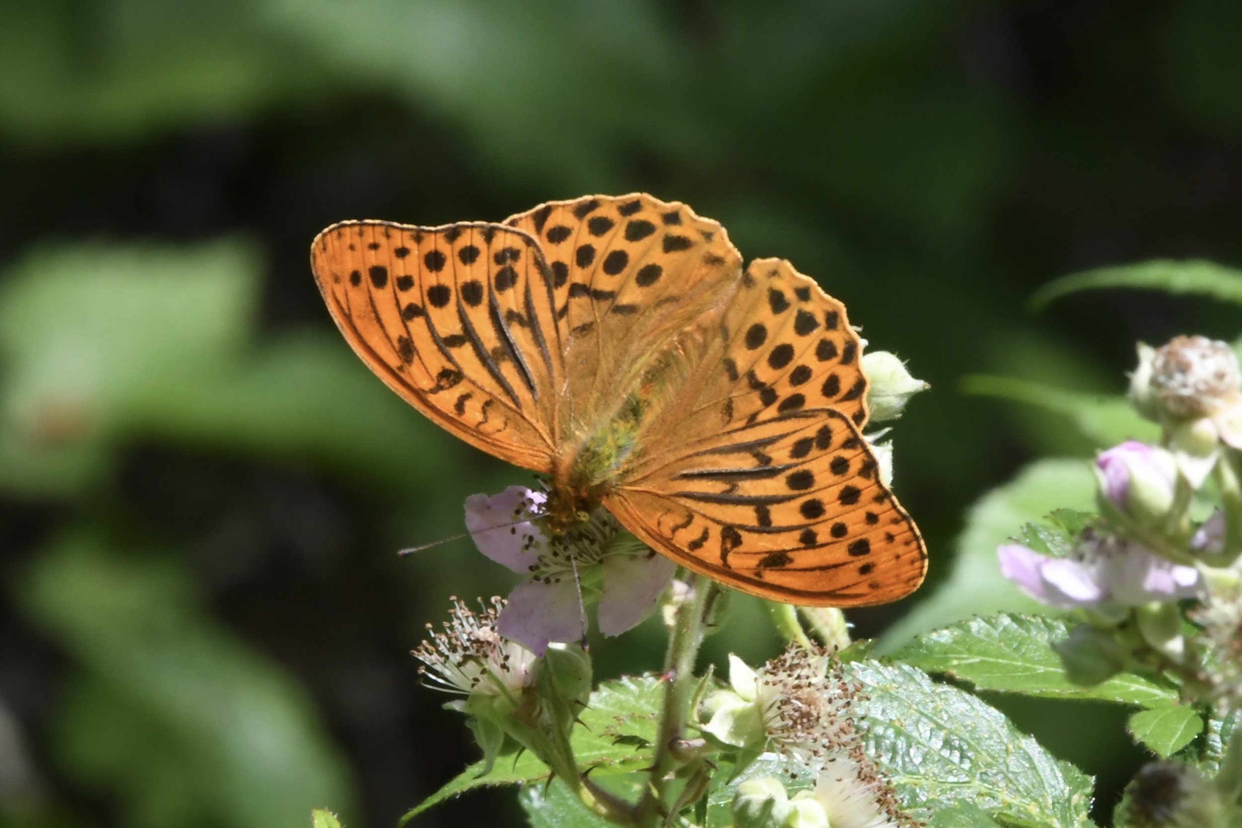 Orange butterfly with black spots on a flower against a green background